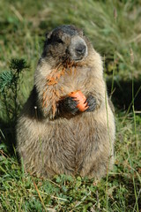 marmotte debout dégustant sa carotte