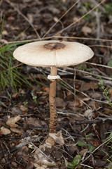 wild mushroom