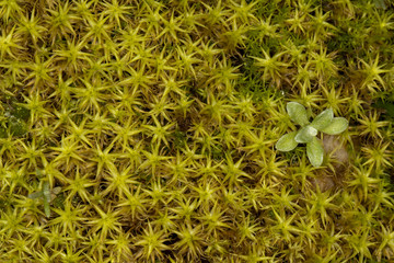 little plants on the forest