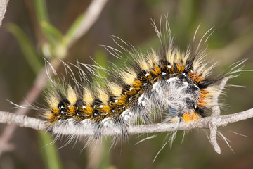 Lappet moth caterpillar