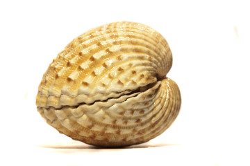 cockle seashell