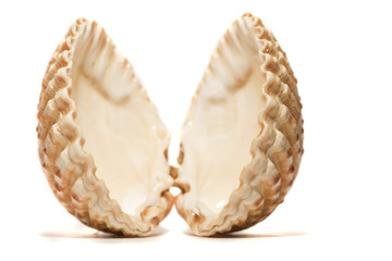 open cockle shell