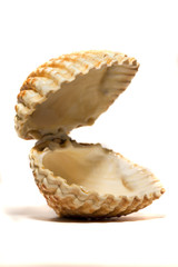 open cockle shell