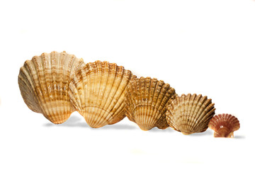 close view detail of a bunch of seashells