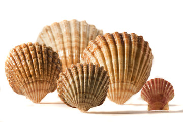 seashells