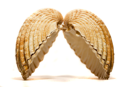 open cockle shell