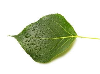 green leaf with water drops