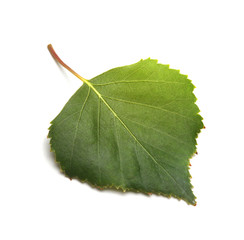 green leaf