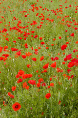 meadow of red poppies, Rhône-Alpes, France