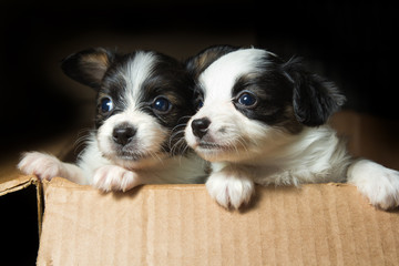 Little Puppies Papillon