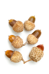 Acorns