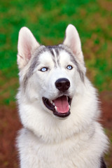 Siberian Husky
