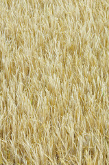 field