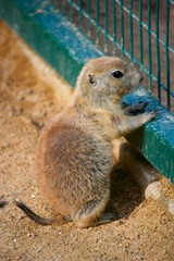 Erdmännchen