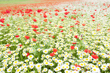 summer meadow in blossom