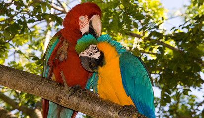macaw parrots