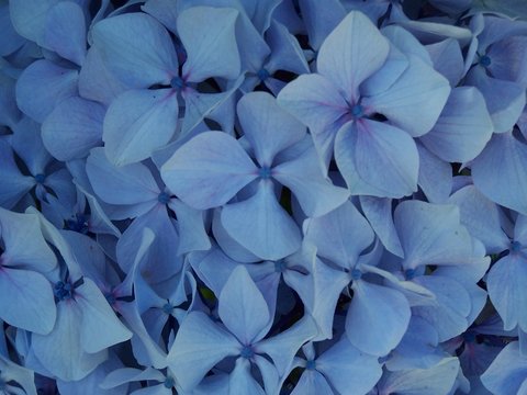 hortensia