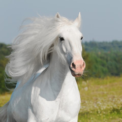white horse run gallop - obrazy, fototapety, plakaty