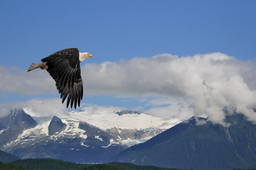Obraz premium american bald eagle superimposed over alaska coastal mountain sc