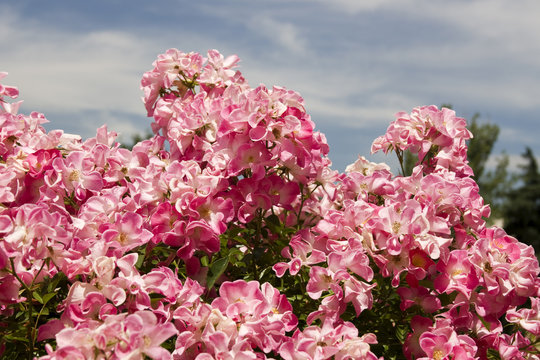 Floribunda Rose - Rosaleda de Madrid