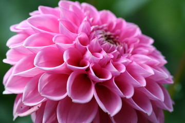 Closeup of a Dahlia in pink color