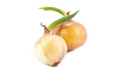 two ripe  onions with green leaves together isolated over white