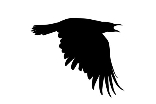 recommend clip art: black raven flying isolate