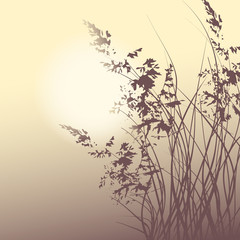 sunrise over the meadow