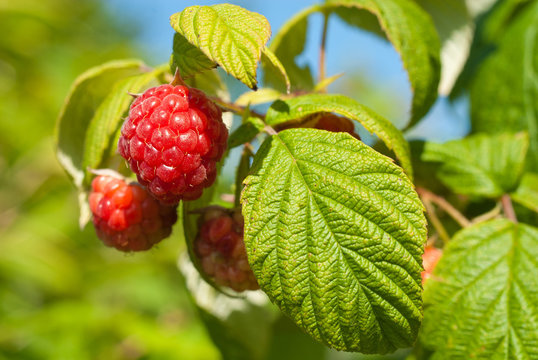 framboise dans un framboisier