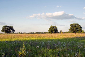 landscape with fields