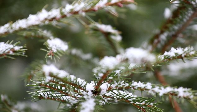 Sch&ouml;ner Tannenast im Schneetreiben