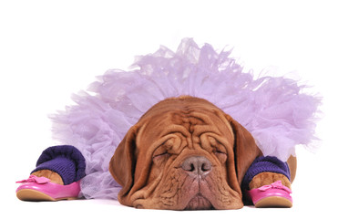 Dog Balerine © VitalyTitov