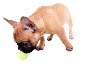 Little french bulldog puppy