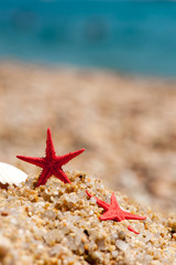 Red starfishes