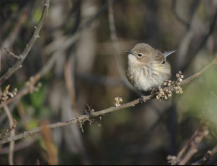 Migrating Yellow-Rumped Warbler