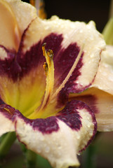 Maroon and Peach Lily