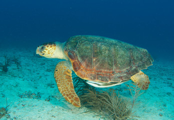 Obraz na płótnie Canvas Loggerhead Sea Turtle-Caretta caretta