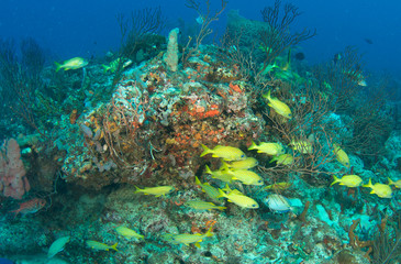 French Grunts on a Reef Ledge