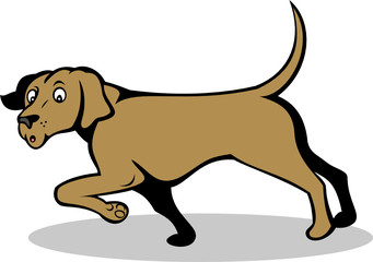 confused pointer dog