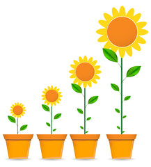 Obraz premium sunflower