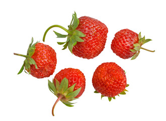 Berries of strawberry 14
