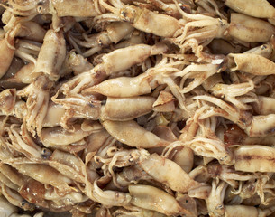 Squids laid at the local market, closeup