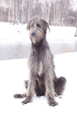 Irish wolfhound