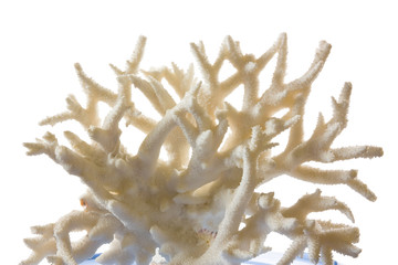 Naklejka premium coral
