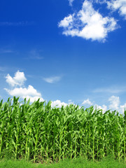 Fototapeta premium Corn field