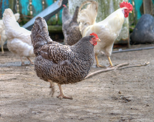 hen on henyard