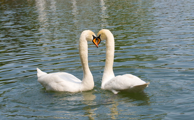 two white swans in love