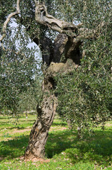 Olive-tree trunk.