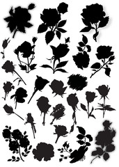 large set of black rose flowers