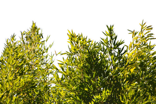 For&ecirc;t de bambous